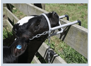 Descorne zootecnico y quirúrgico en bovinos - Image 6