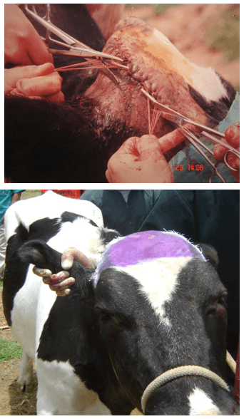 Descorne zootecnico y quirúrgico en bovinos - Image 21