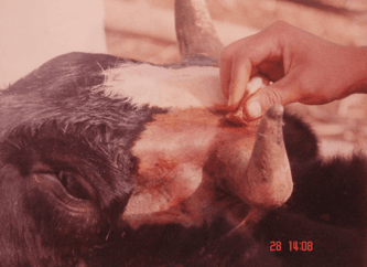 Descorne zootecnico y quirúrgico en bovinos - Image 17