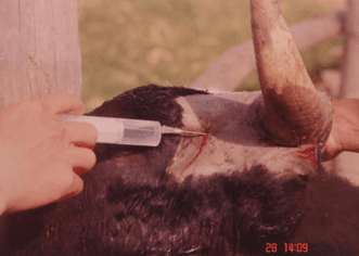 Descorne zootecnico y quirúrgico en bovinos - Image 18
