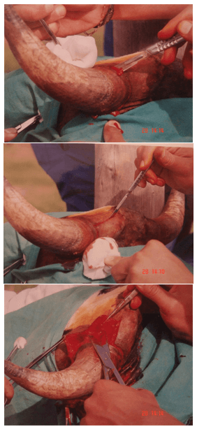 Descorne zootecnico y quirúrgico en bovinos - Image 19