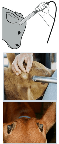 Descorne zootecnico y quirúrgico en bovinos - Image 7
