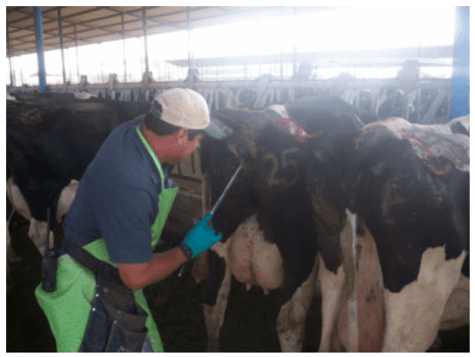 Cuidados necesarios con la técnica de Inseminación Artificial en bovinos - Image 4