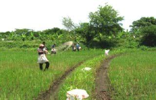 Cultivo del arroz y su impacto de gases con efecto invernadero - Image 1