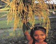 Cultivo del arroz y su impacto de gases con efecto invernadero - Image 2