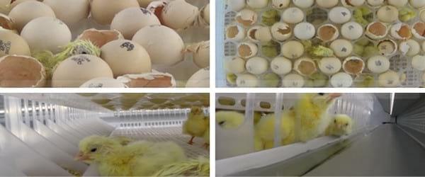  Evolución de las estrategias de alimentación precoz en aves comerciales - Image 2