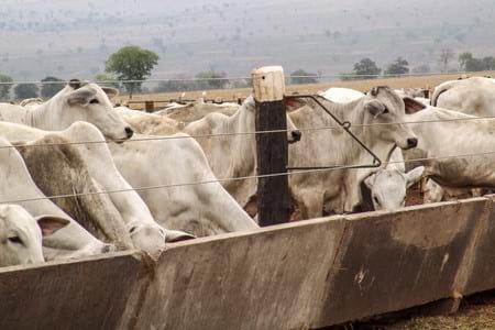 Suplementación constante para reducir costos en la ganadería - Image 2