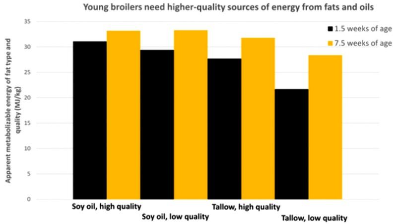 Los animales jóvenes son más propensos a carecer de energía - Image 2
