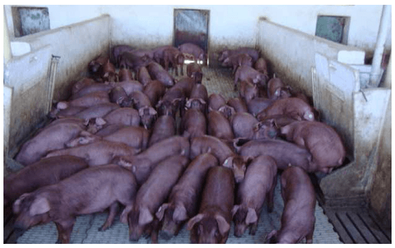 Eficiencia en producción porcina Fase II y III - Image 3