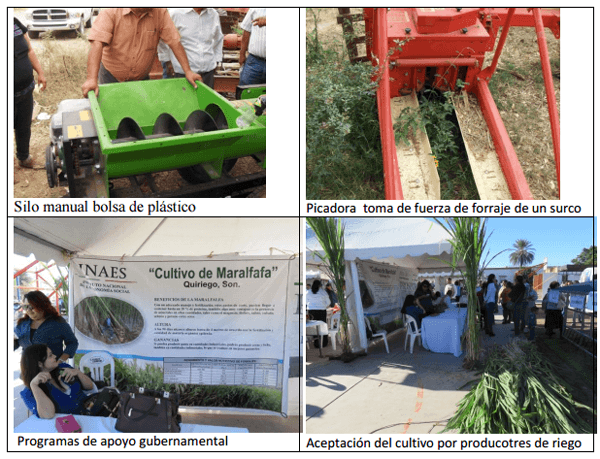Forrajes perennes con irrigación como opción de engorda de becerros y mejoras en la reproducción del hato - Image 6