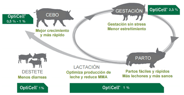 Conceptos de vida - OptiCell®: una herramienta para todas las fases de los cerdos - Image 2