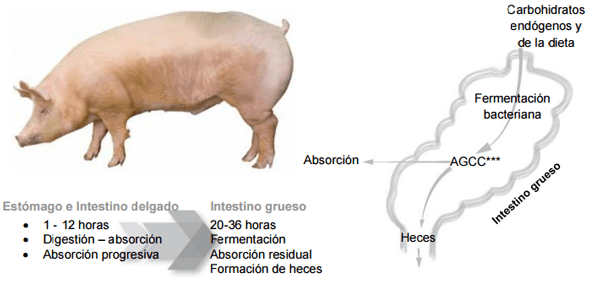 Conceptos de vida - OptiCell®: una herramienta para todas las fases de los cerdos - Image 3