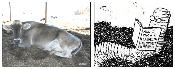 Estabulación de vacas en Compost. (“Bedded-Pack”) - Image 1