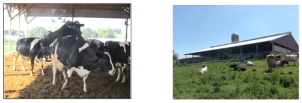 Estabulación de vacas en Compost. (“Bedded-Pack”) - Image 2