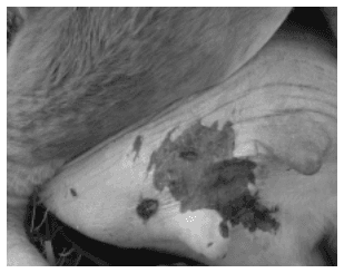 Prevalencia de mastitis en vacas lecheras de primer parto y patrón de sensibilidad de las bacterias aisladas en una lechería especializada - Image 3