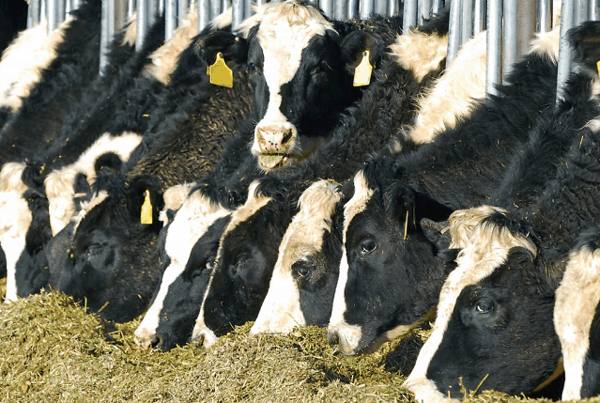 Uso de Antioxidantes en la ganadería - Image 4