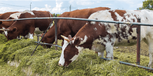 Uso de Antioxidantes en la ganadería - Image 3