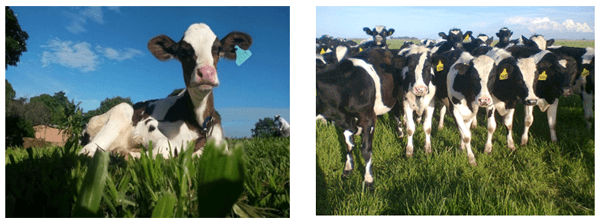 Calostro: efecto en la salud, desempeño y producción futura de leche - Image 4