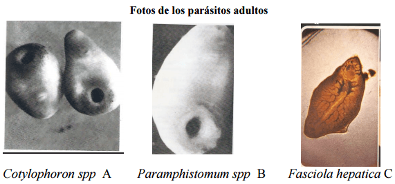 Diagnostico diferencial ante mortem entre Fasciola hepatica y Cotylophoron spp - Image 3