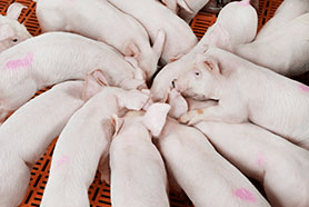 Raciones para cerdos de destete temprano - Image 1