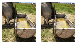 Agua, la clave de una buena nutrición y estado de salud del bovino - Image 1