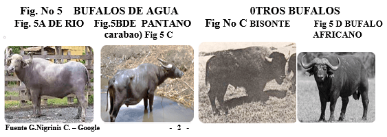 Los búfalos de agua - Image 2