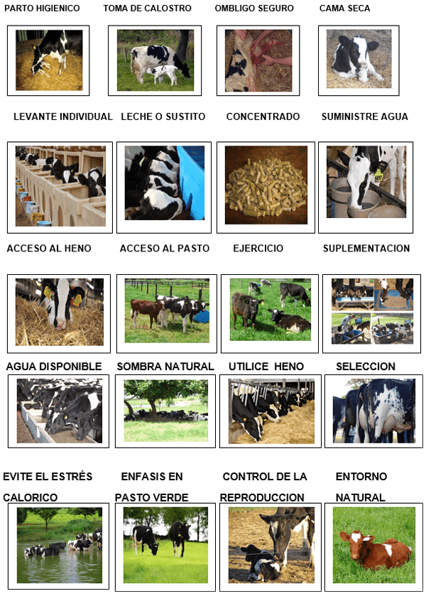 Perfil del desarrollo corporal en novillas holstein y pardo suizo en panama y estrategias para cuidar el potencial lechero y el bienestar animal en el clima tropical - Image 9
