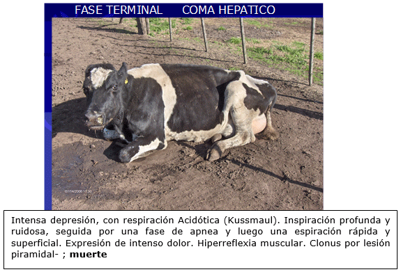 Vacas lecheras de alta producción adaptación metabólica durante el período peripartal - Image 14