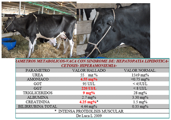 Vacas lecheras de alta producción adaptación metabólica durante el período peripartal - Image 18