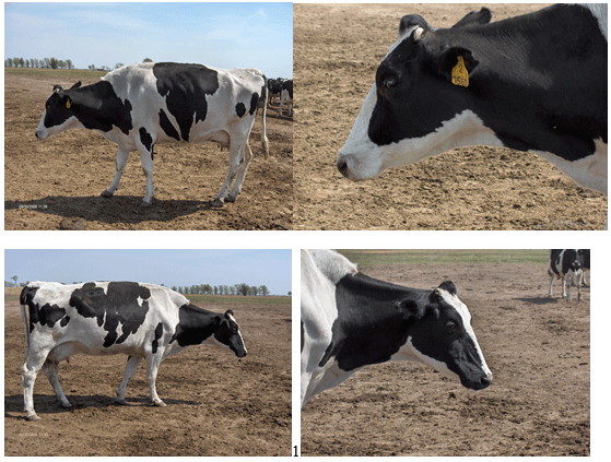 Vacas lecheras de alta producción adaptación metabólica durante el período peripartal - Image 19