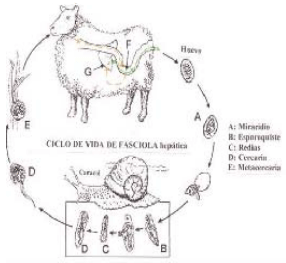 Epidemiología y control del parasitismo gastrointestinal en bovinos - Image 5