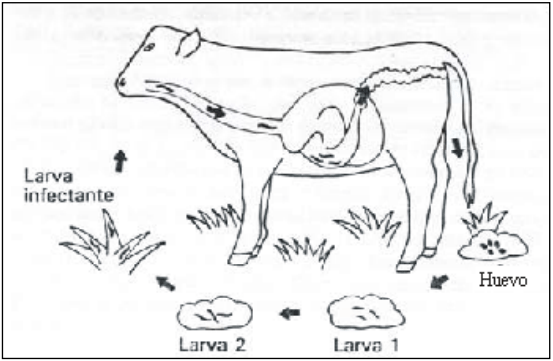 Epidemiología y control del parasitismo gastrointestinal en bovinos - Image 7
