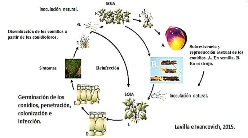 Prevalencia y severidad de tizón foliar por Cercospora en diferentes regiones sojeras de Argentina. - Image 1