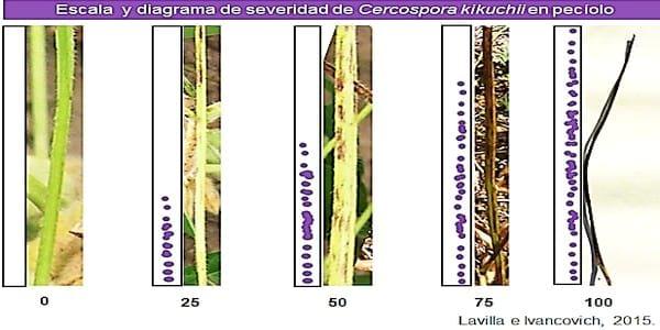 Propuestas de escalas para la evaluación, a campo y en laboratorio, del “tizón foliar” y la “mancha púrpura de la semilla”, causadas por Cercopora kikuchii, en soja. - Image 2