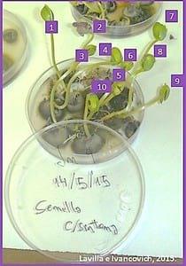 Propuestas de escalas para la evaluación, a campo y en laboratorio, del “tizón foliar” y la “mancha púrpura de la semilla”, causadas por Cercopora kikuchii, en soja. - Image 3
