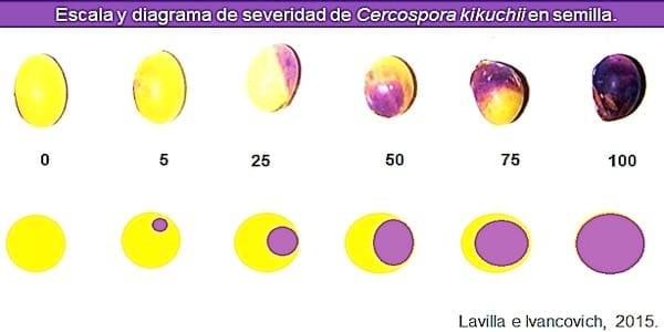 Propuestas de escalas para la evaluación, a campo y en laboratorio, del “tizón foliar” y la “mancha púrpura de la semilla”, causadas por Cercopora kikuchii, en soja. - Image 4
