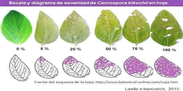 Propuestas de escalas para la evaluación, a campo y en laboratorio, del “tizón foliar” y la “mancha púrpura de la semilla”, causadas por Cercopora kikuchii, en soja. - Image 1
