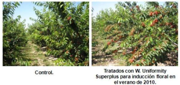Inducción y diferenciación floral por reservas y equilibrios hormonales en: Cereza - Melocotón y Albaricoque - Image 21