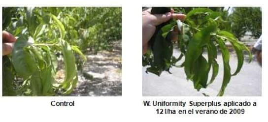 Inducción y diferenciación floral por reservas y equilibrios hormonales en: Cereza - Melocotón y Albaricoque - Image 11