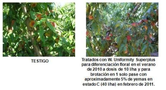 Inducción y diferenciación floral por reservas y equilibrios hormonales en: Cereza - Melocotón y Albaricoque - Image 31