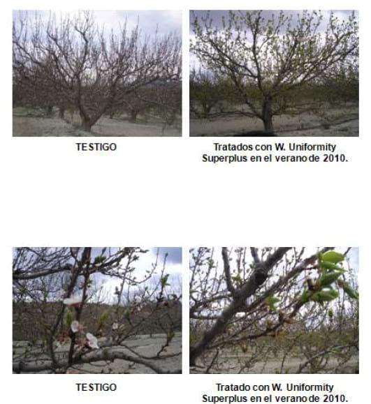 Inducción y diferenciación floral por reservas y equilibrios hormonales en: Cereza - Melocotón y Albaricoque - Image 34