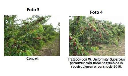 Inducción y diferenciación floral por reservas y equilibrios hormonales en: Cereza - Melocotón y Albaricoque - Image 15