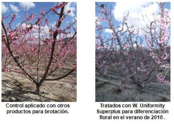 Inducción y diferenciación floral por reservas y equilibrios hormonales en: Cereza - Melocotón y Albaricoque - Image 27
