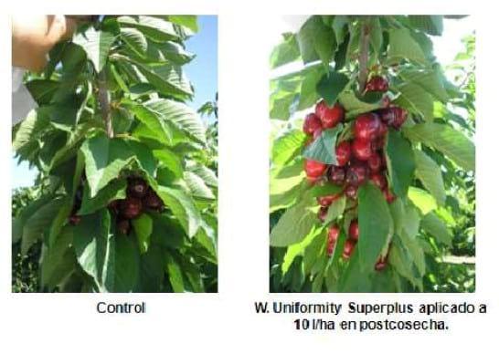 Inducción y diferenciación floral por reservas y equilibrios hormonales en: Cereza - Melocotón y Albaricoque - Image 2