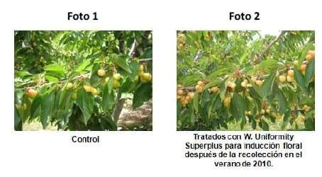 Inducción y diferenciación floral por reservas y equilibrios hormonales en: Cereza - Melocotón y Albaricoque - Image 14