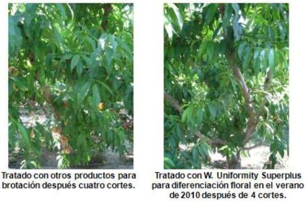 Inducción y diferenciación floral por reservas y equilibrios hormonales en: Cereza - Melocotón y Albaricoque - Image 30