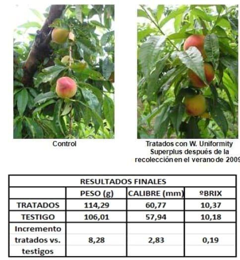 Inducción y diferenciación floral por reservas y equilibrios hormonales en: Cereza - Melocotón y Albaricoque - Image 12