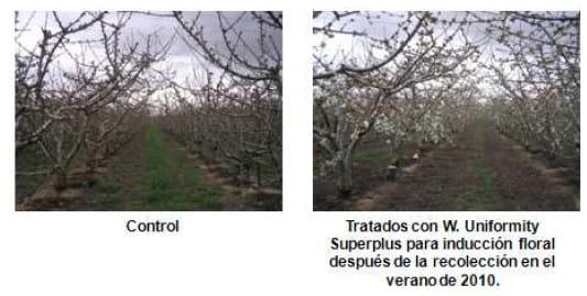 Inducción y diferenciación floral por reservas y equilibrios hormonales en: Cereza - Melocotón y Albaricoque - Image 13