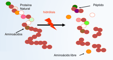 Formulación de nuevo pienso complementario rico en Glutamina en forma de péptidos - Image 1