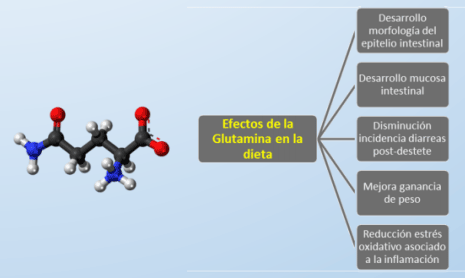 Formulación de nuevo pienso complementario rico en Glutamina en forma de péptidos - Image 5